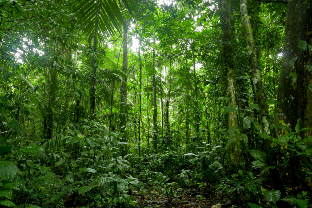 foreste tropicali co2