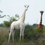 giraffa bianca Kenya