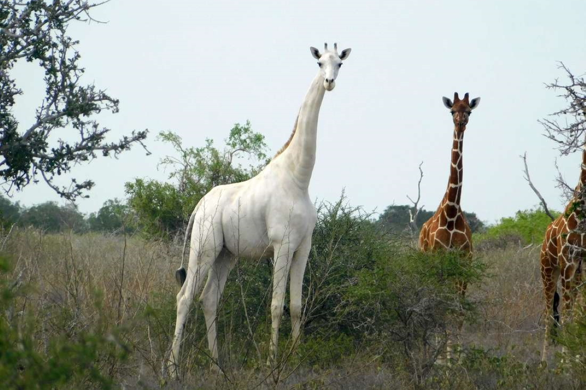 giraffa bianca Kenya