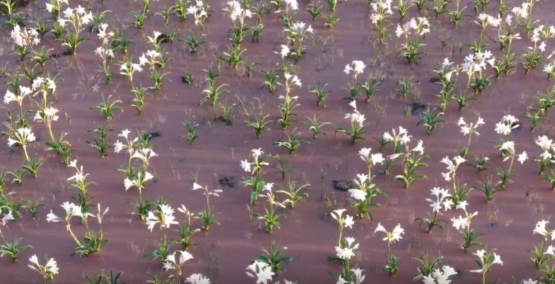 namibia fioritura gigli del deserto