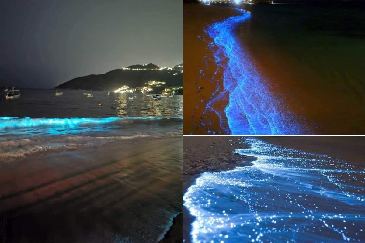 Bioluminescenza acapulco