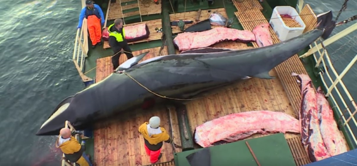 caccia balene norvegia