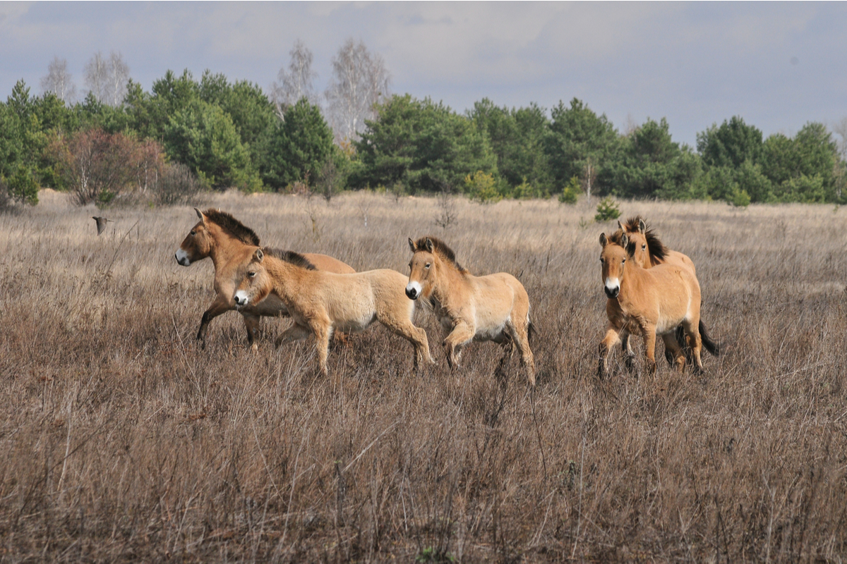 cavalli selvaggi chernobyl