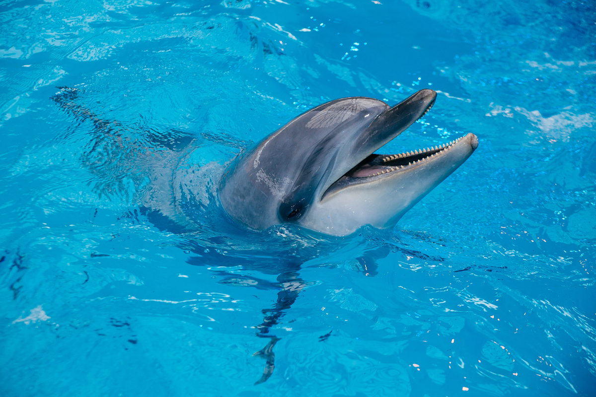 delfina