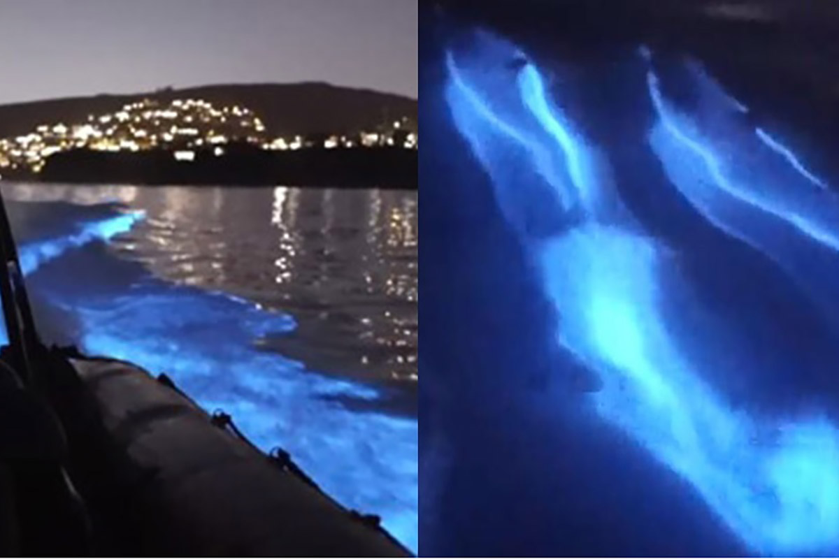 delfini-bioluminescenti