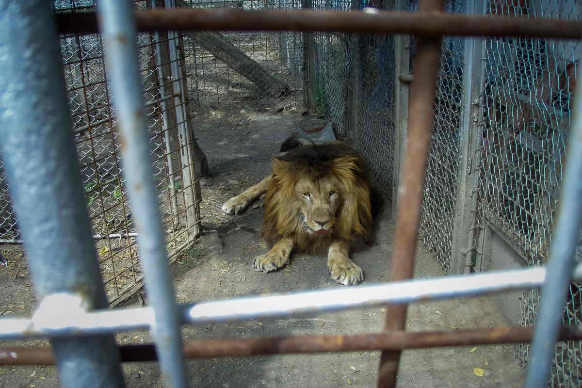 leone in gabbia