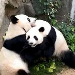 panda gigante accoppiamento zoo chiuso