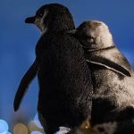 pinguini-abbracciati