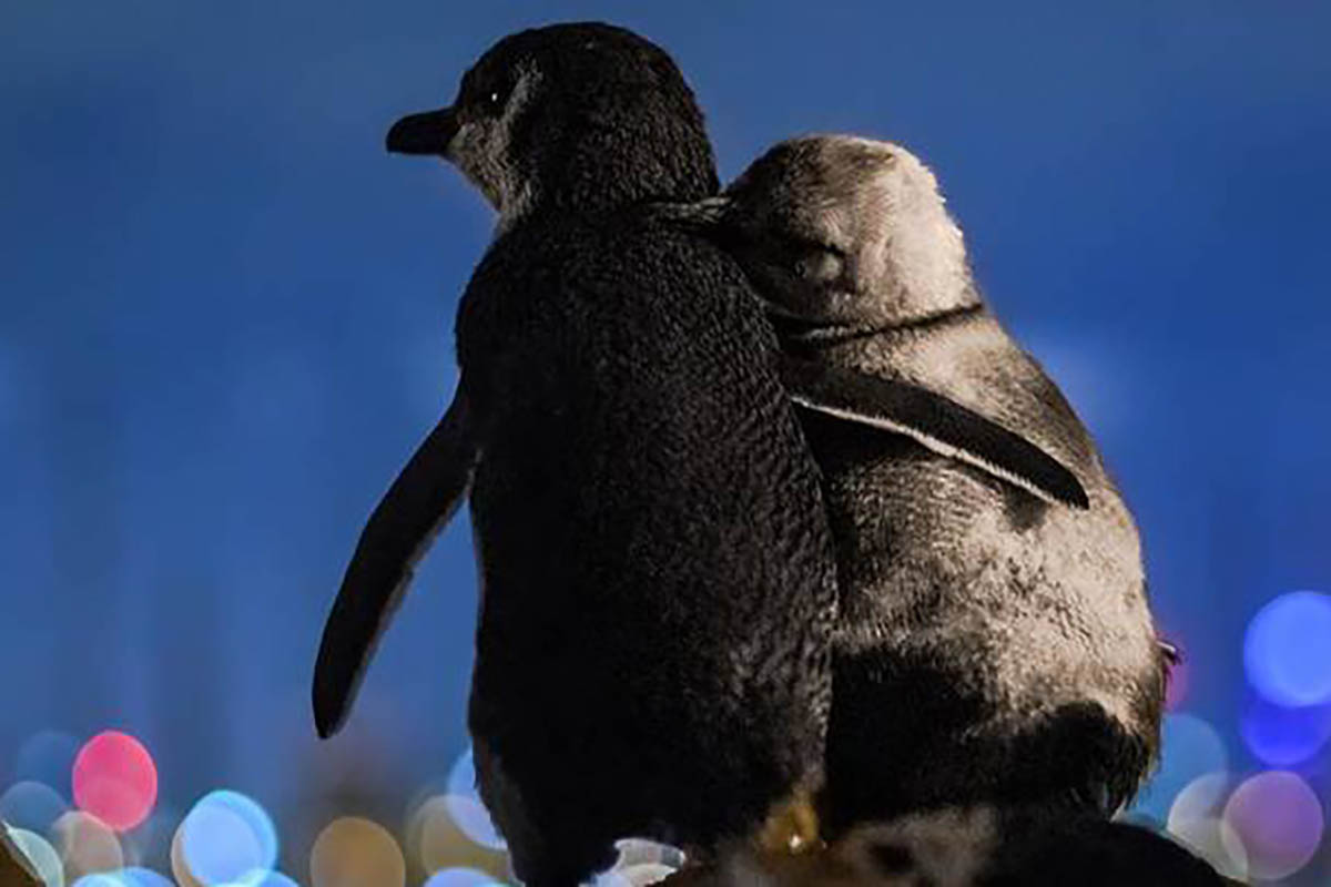 La Coppia Di Pinguini Vedovi Immortalata Mentre Si Abbraccia E Contempla Insieme Lo Skyline Di Melbourne Greenme It