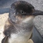 pinguino australia