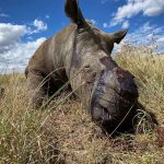 rinoceronte-ferito