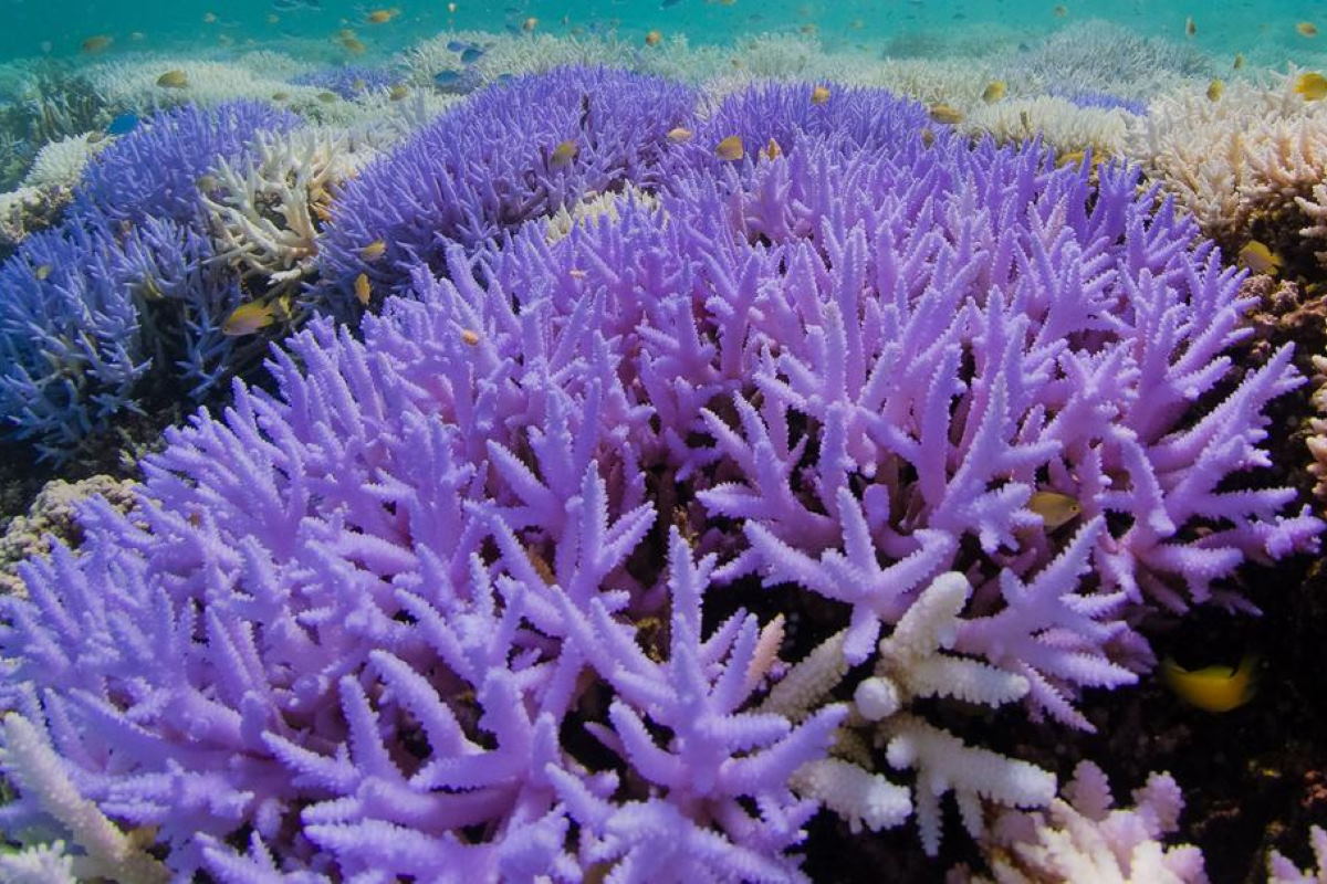 barriera corallina lotta sopravvivenza