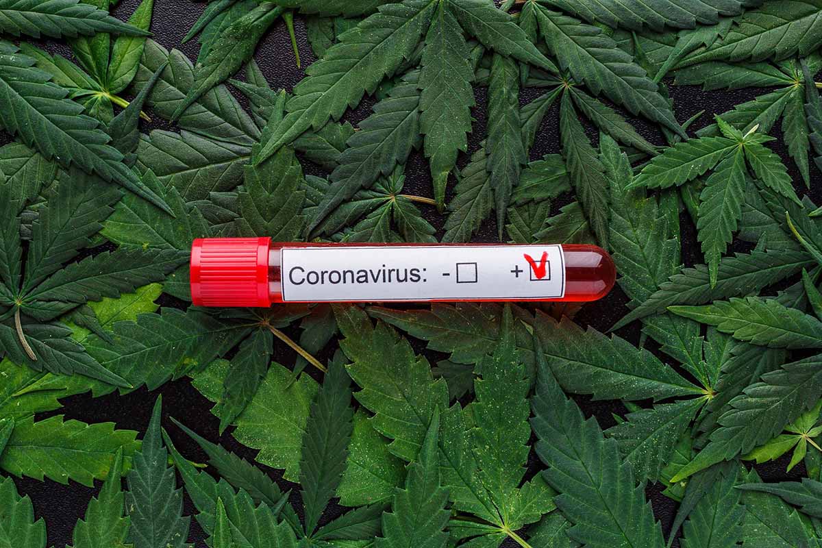 coronavirus-cannabis-studio