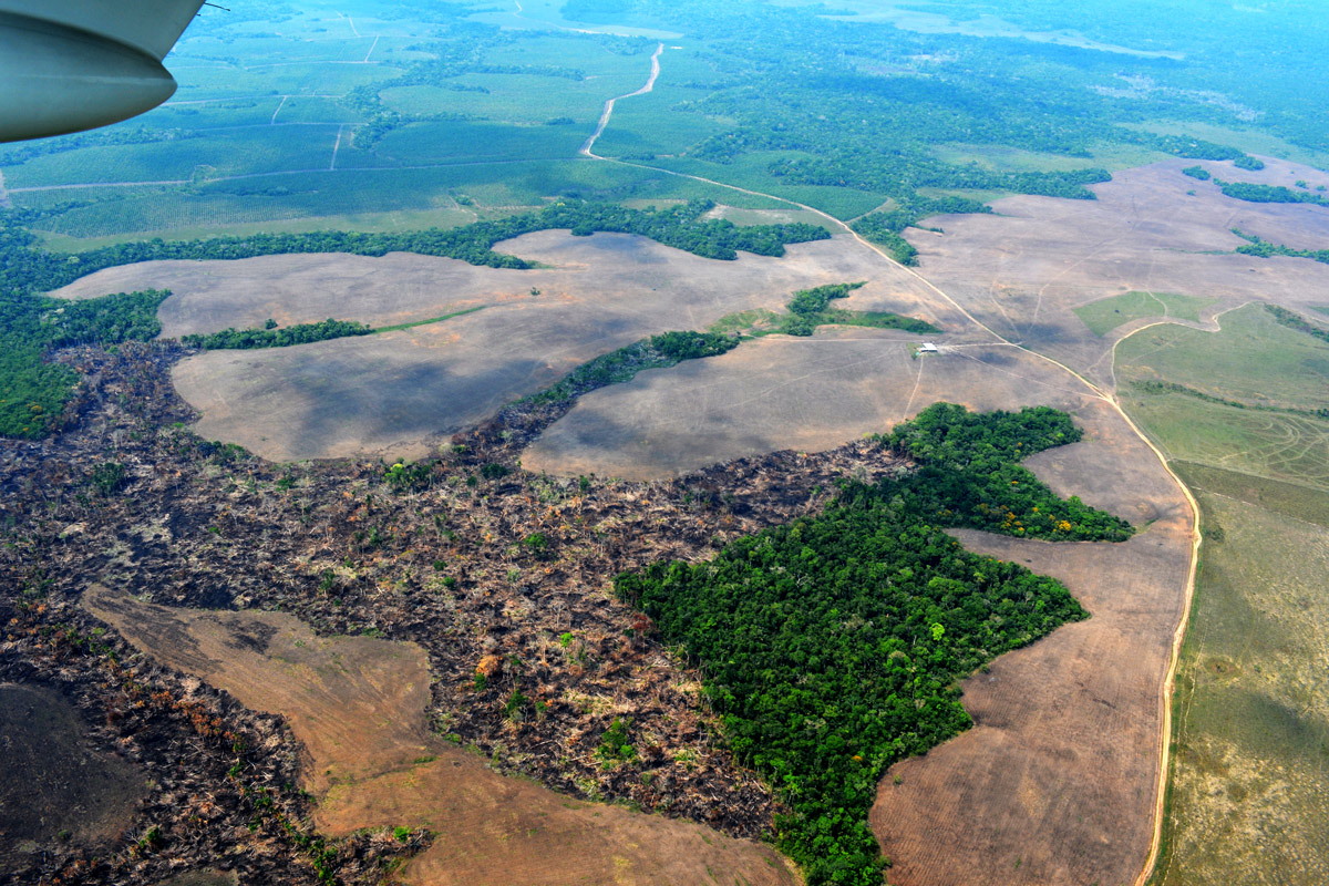 deforestazione colombia