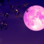 eclissi luna rosa