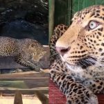 Leopardo India