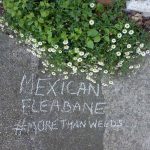 more-than-weeds-cover