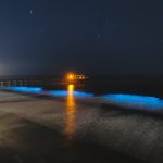 bioluminescenza mare blu california