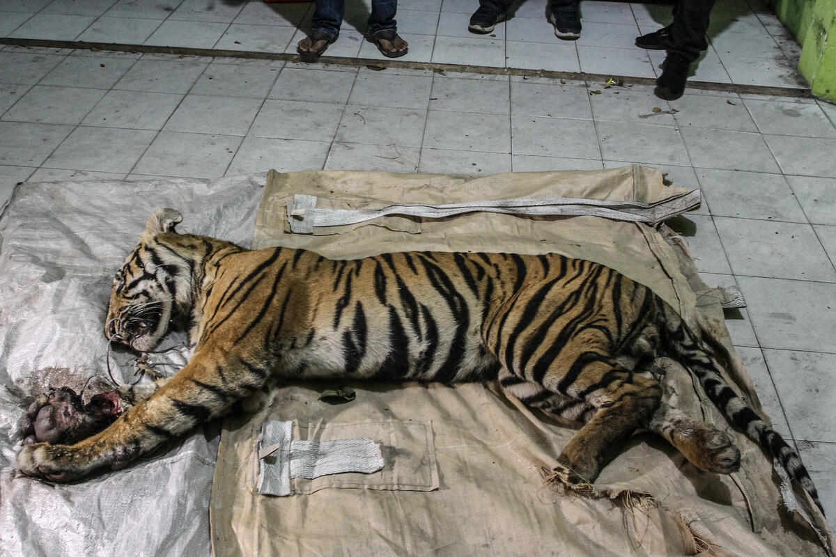 tigre-sumatra