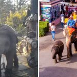 elefanti thailandia