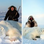 caccia orso polare