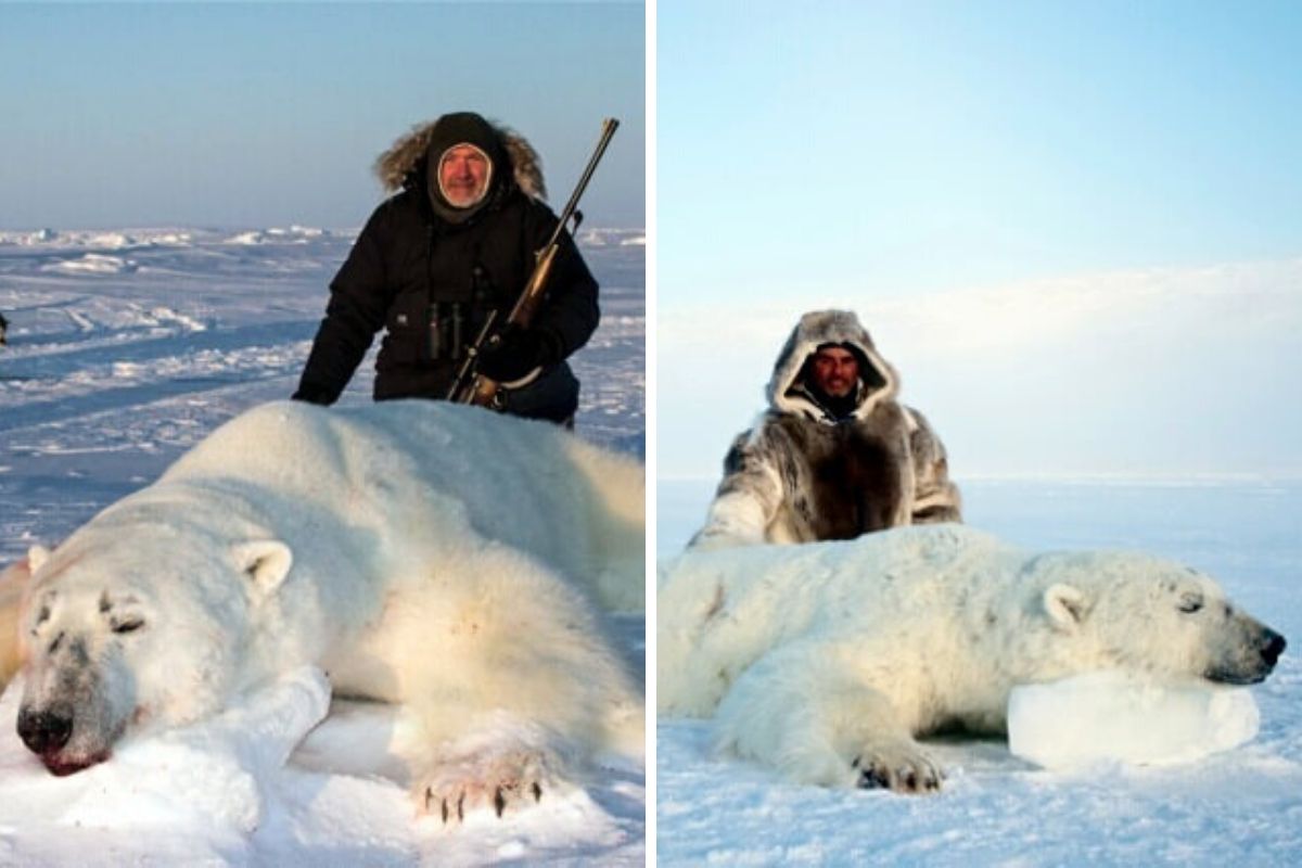 caccia orso polare