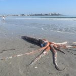 calamaro gigante sudafrica