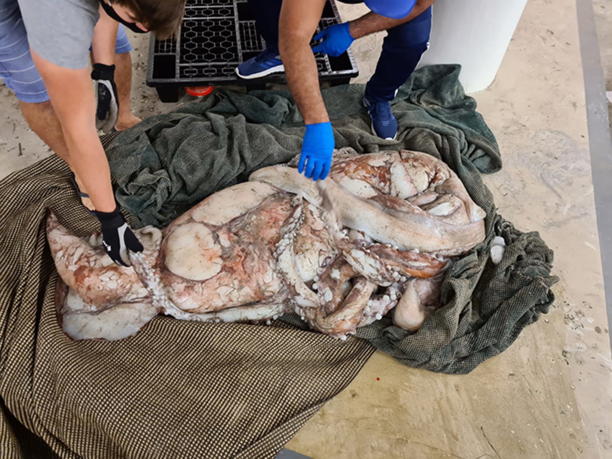 calamaro gigante sudafrica2