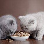cibo gatti