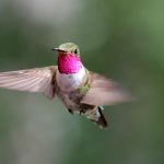 colibri maschio
