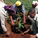 etiopia alberi 2020