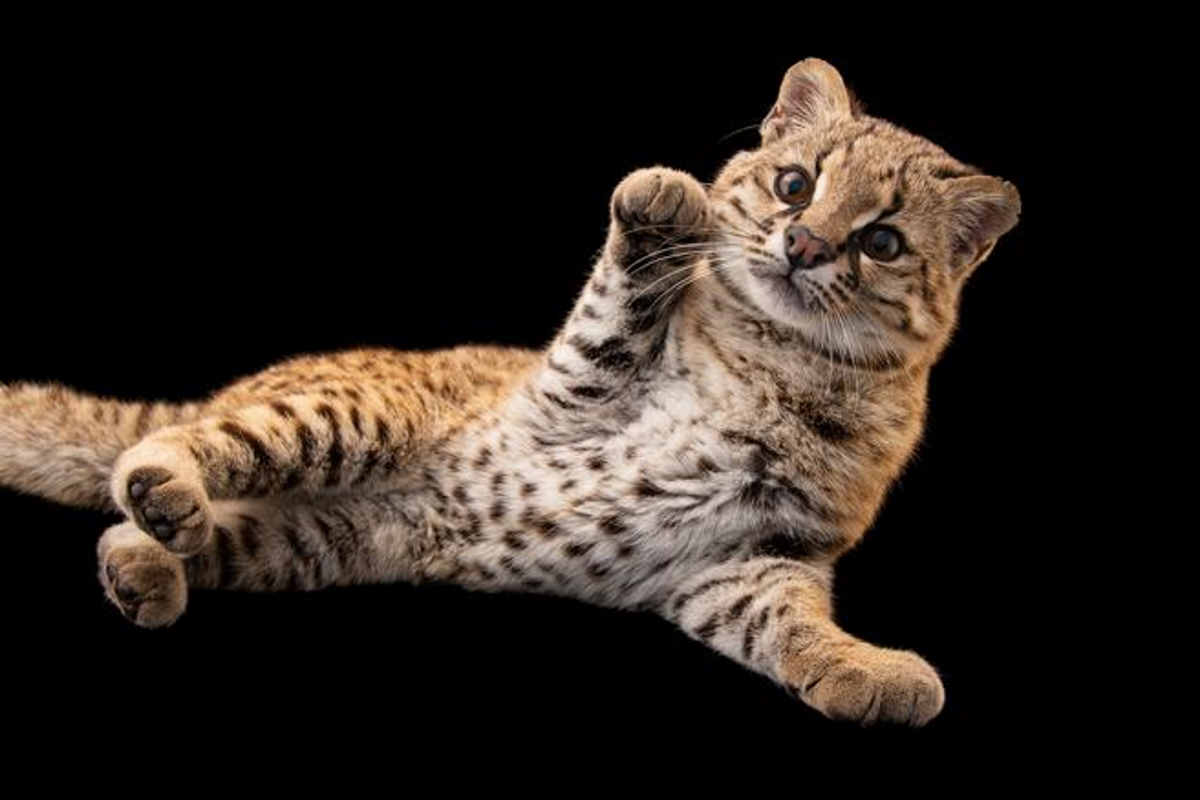 Leopardus guigna, un adorabile gatto selvatico che "canta" come un uccello - greenMe