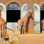 giraffe zoo