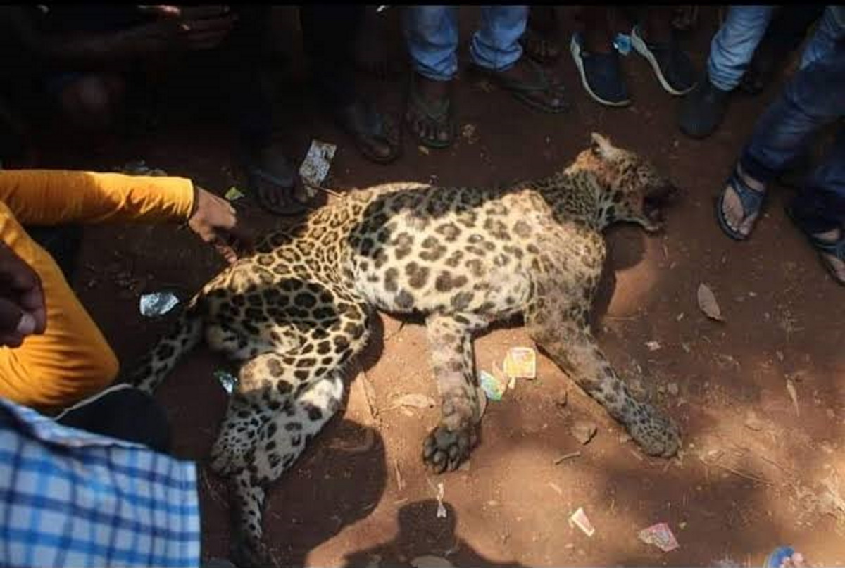 leopardo ucciso
