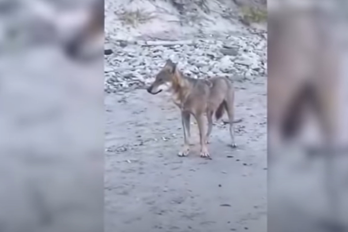 lupo spiaggia salento