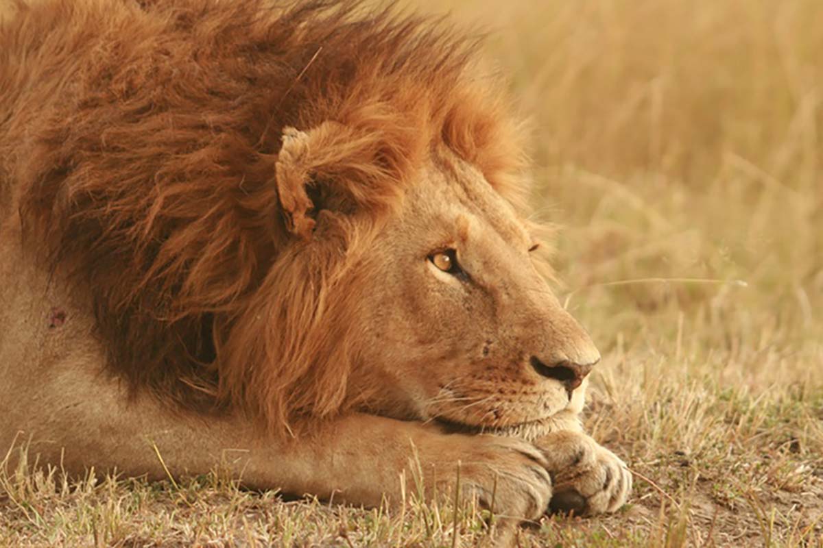 masai mara leone