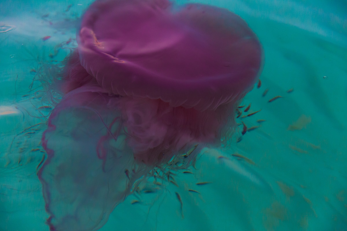 medusa gigante trieste