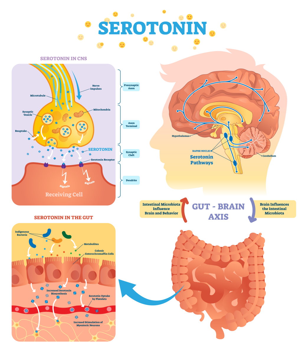 serotonina infografica
