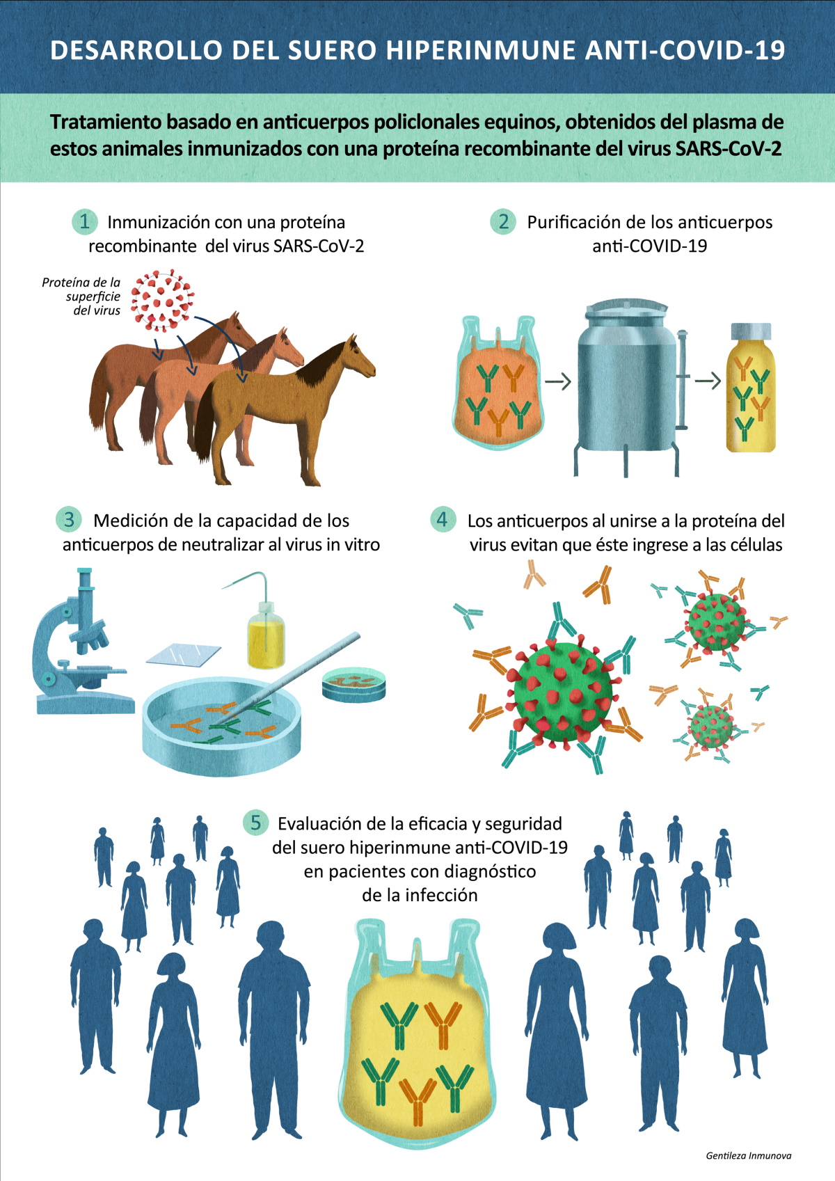 cavalli coronavirus