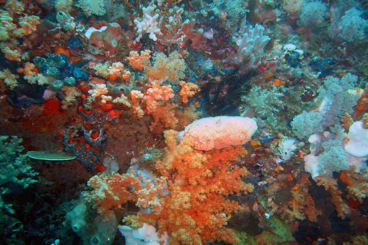 barriera corallina indonesia