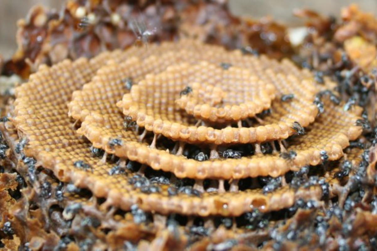 api spirale cover