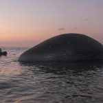 balena morta indonesia