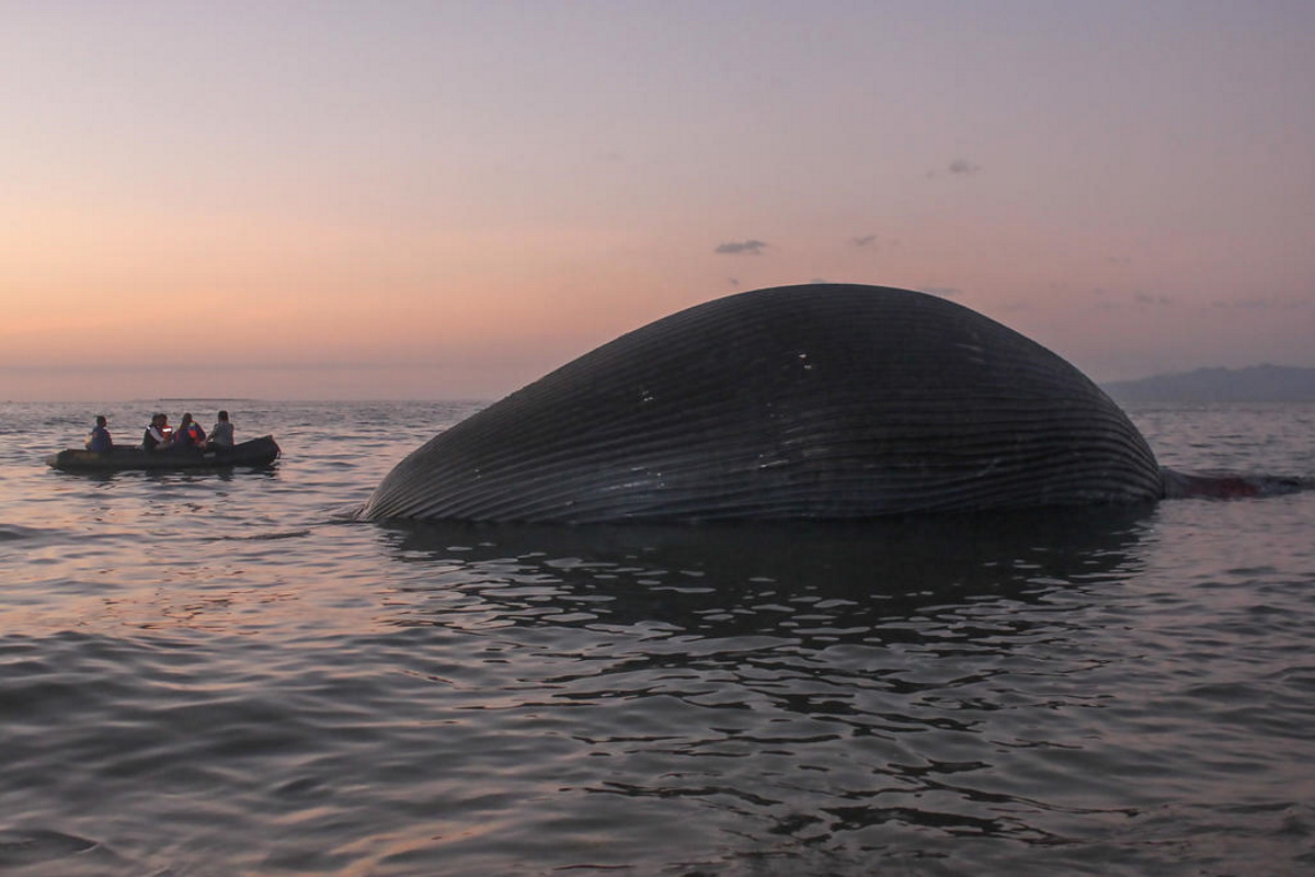balena morta indonesia