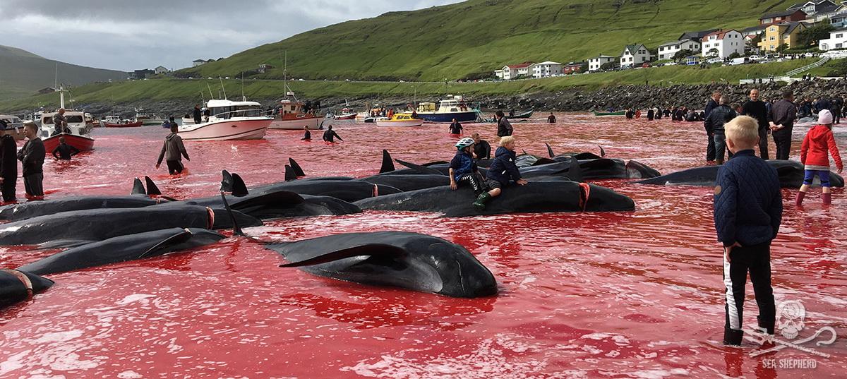 delfini e globicefali massacrati alle isole Fær Øer