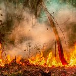 incendi foresta amazzonica
