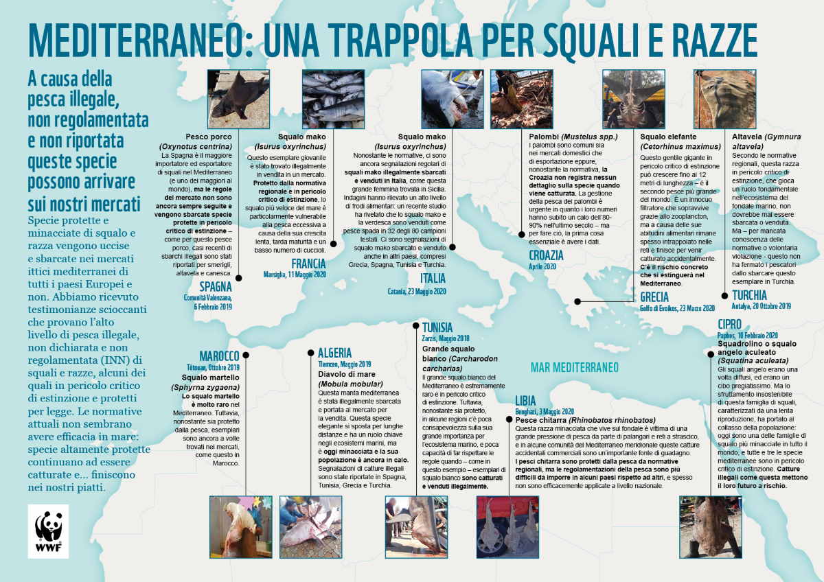 infografica mappa squali