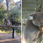 koala salvi