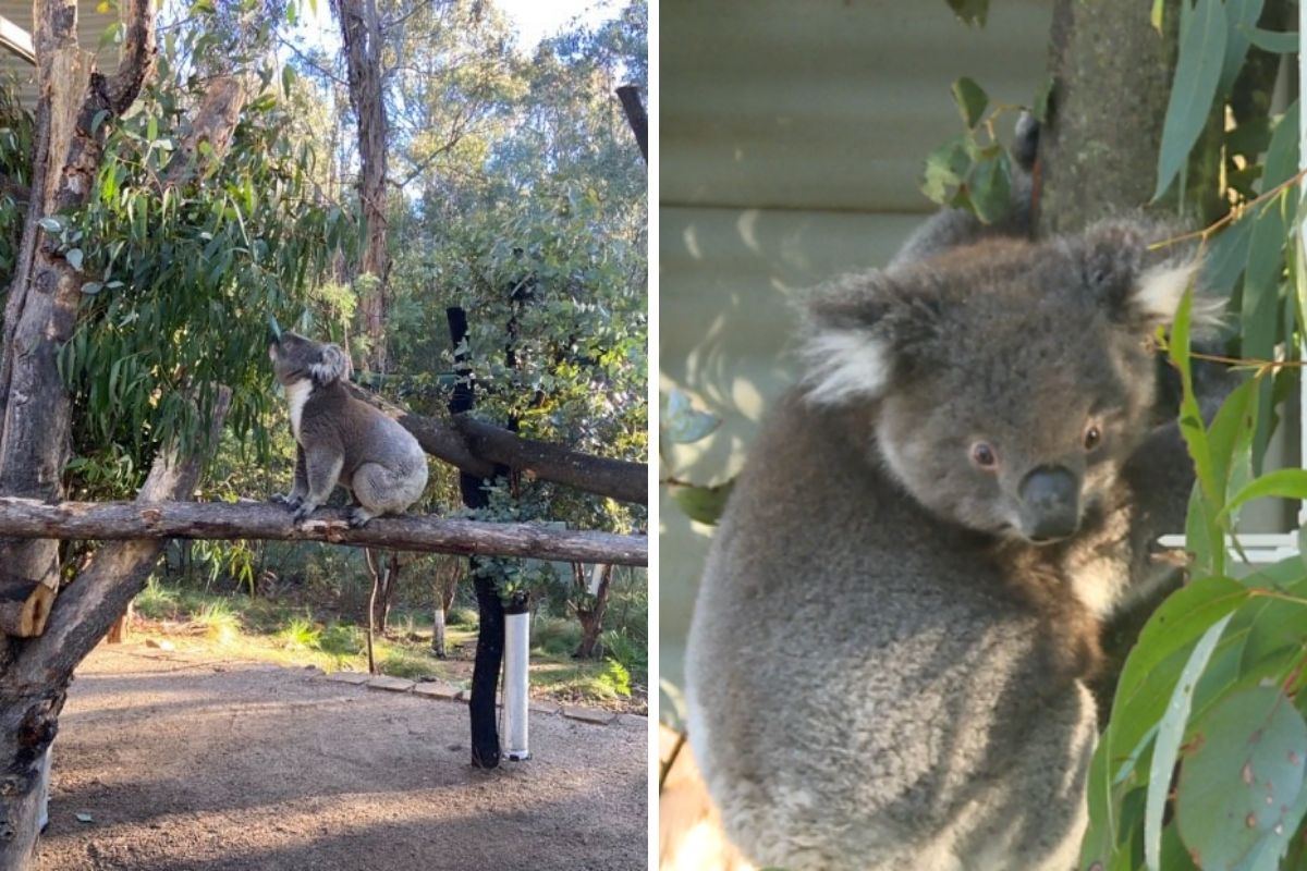 koala salvi