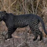 Leopardo nero