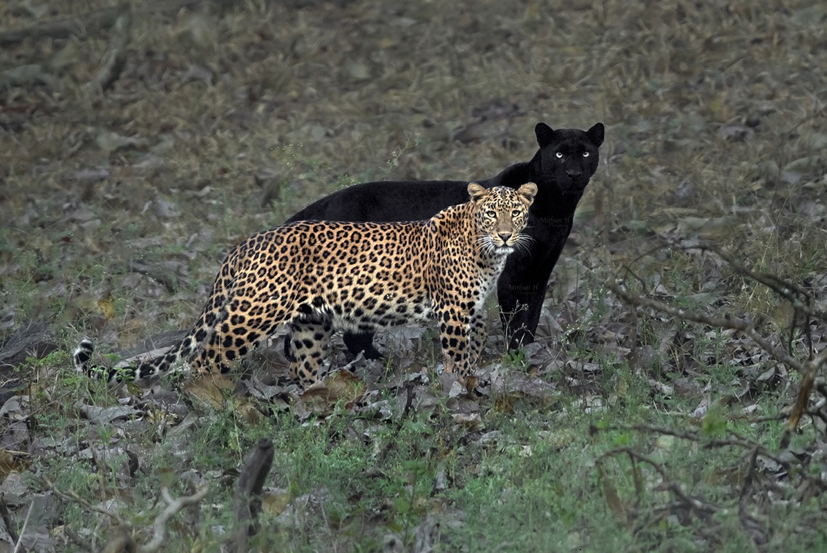 La Rara Pantera Nera Sembra L Ombra Del Leopardo L Incredibile Scatto Del Fotografo Mithun H Greenme It